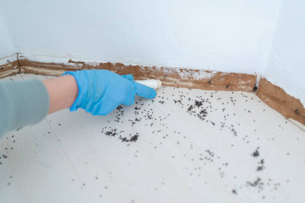 Best Flea Control Services  in Richmond, IL